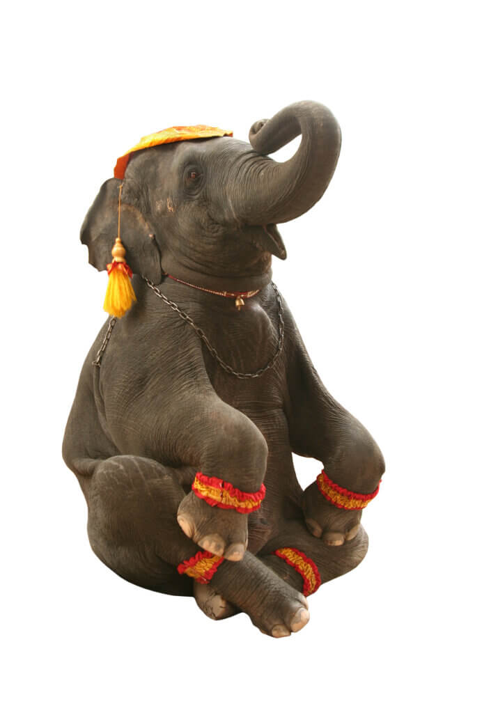 Circus world elephant