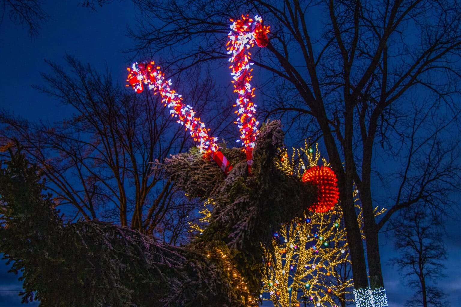 Bright Lights on Winter Nights Dells Christmas Tree Display Dryftlist